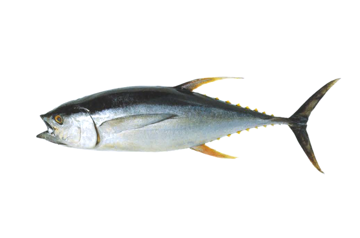 キハダ 全国屈指の水揚量 海と生きる 気仙沼市魚市場