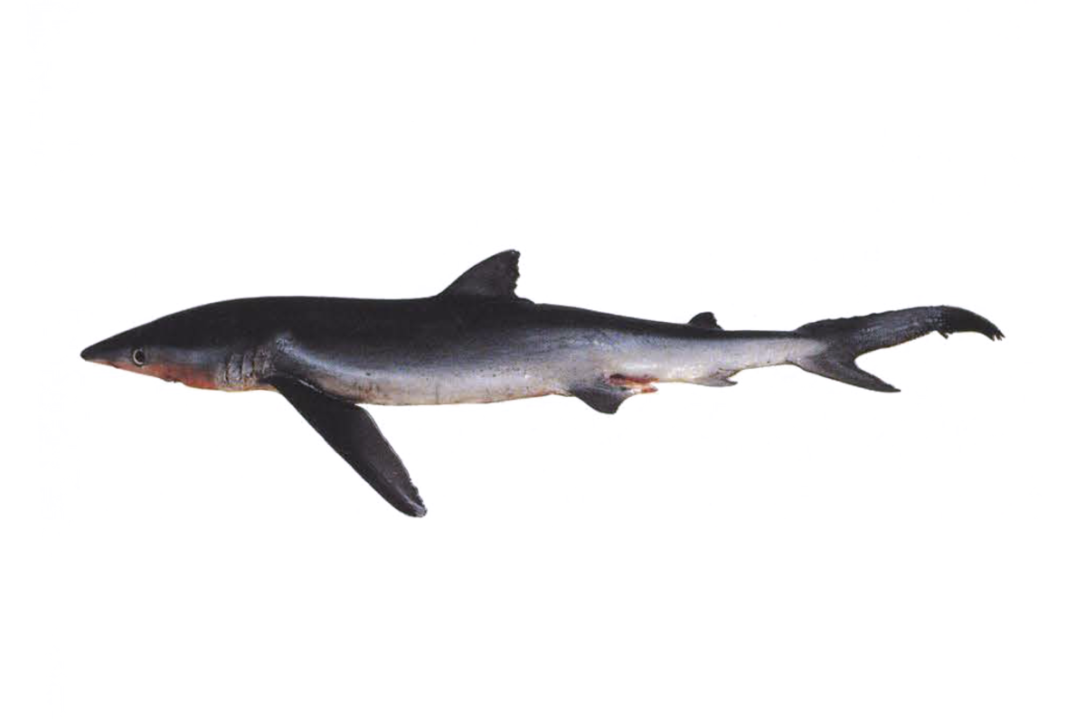 ヨシキリザメ 全国屈指の水揚量 海と生きる 気仙沼市魚市場